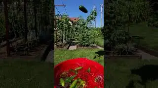 What about your cucumbers? #harvestgarden