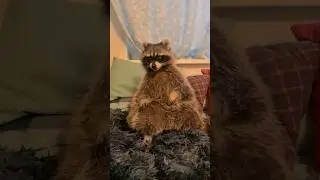 енот удобно устроился в кровати енот Витя
