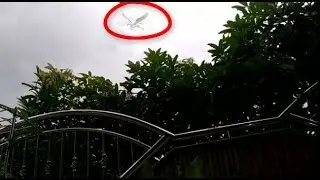 Flying Horse Appear After Solar Eclipse Happened On Earth December 27 2019/2020