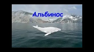 РР3 СТРИМ  Охота на альбиноса