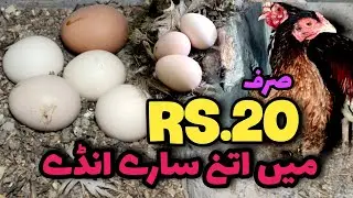 How to Increase Eggs Production of hen || Non Stop Eggs Production in Hen || 