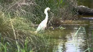 Crane