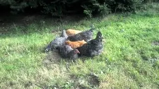 Six chickens one small hole