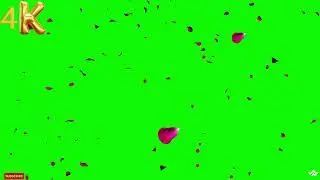 Pink rose petals falling green screen | Flower petals falling background | Flower petals overlay