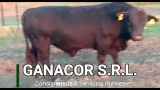 Ganacor S.R.L. Consignataria & Servicios Rurales