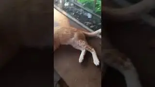 Kucing kampung