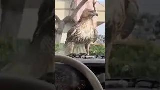 Котенку фортануло,а орёл слепой пень😅