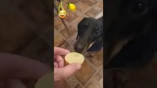 Собака и лимон 😂🐶🍋 #shorts