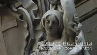 Hallelujah - L. Cohen (arr. D. Sharon)