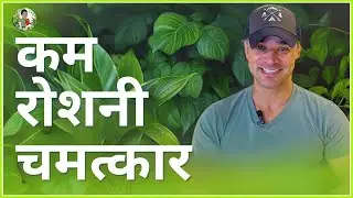 Low-Light Plant Magic: 7 Easy Choices (Voice Translation in Hindi)