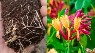 Easy Way To Grow Plants Cutting | Honey Suckle Plant | Propagation Plant At Home