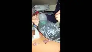 Размороженный голубь. Смотреть про голубей.