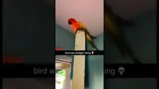 cage