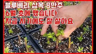 블루베리 삽목 8만주 6월 초 완료...지금 시기에도 가능하네요