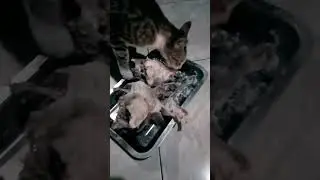 nah begini nih kalau kucing ikutan lebaran