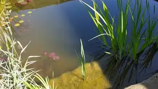 Пруд. Чёрная принцесса 6 июня, это законно, вообще?!)
