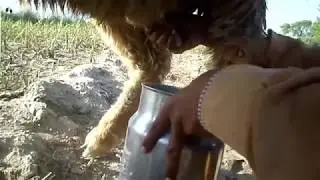 sheep milking by hand - حليب الغنم باليد - How to Milk a Sheep - كيفية الحليب الأغنام - Top Milking