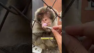 Обезьяны поняли, как управлять людьми 😳🐒