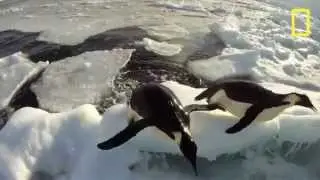 FROZEN CHURCH: Pinguins in de Heer!
