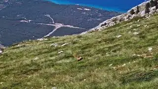 Divokoze Biokovo Miletnjak Scirovac  2