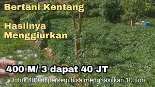 Modal 15 Juta Untung 40 Juta l Petani Kentang Dieng
