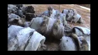 Tanning Fur Hides