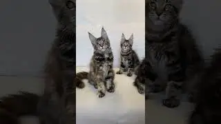 Мейн-кун котята