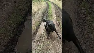 Чупакабра везде грязь найдет...))))