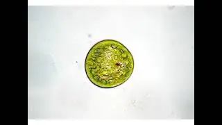 Info Unik || Euglena viridis
