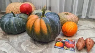 Урожай тыкв 2023 Учики Кури,Большой шлем,Парижская золотая. Дыни в теплице.Какой батат у нас вырос.