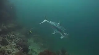 Don't Panic at Sail Rock 25 May 2023 Underwater video