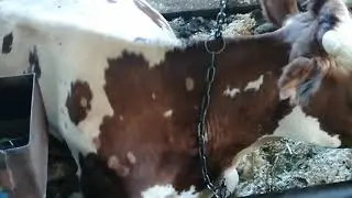Лишай у коров