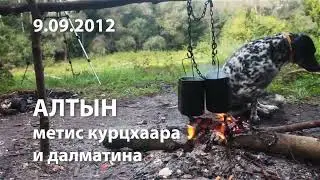 АЛТЫН: метис курцхаара и далматина: ALTYN: Braco de pelo corto y cruce de dálmata