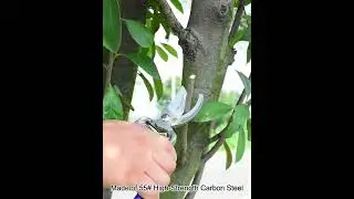 Pruning Shears