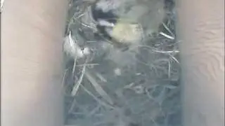 300409 Blue-tit in nest box preening