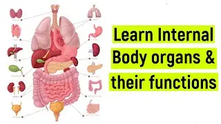 Internal body organs and their functions | Internal body parts | 