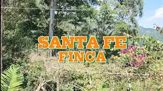 Finca Santa Fe te espera. visita la Ruta del Café en Jaén y San Ignacio - Cajamarca.