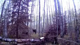 Прогулка Лосяша №1