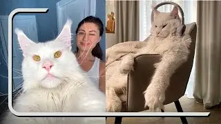 This Cat Is Bigger Than A Dog That Still Confuse Everyone