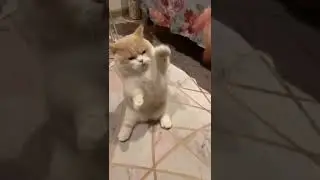 Smoll Leg