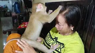wow he can find lice    #monkey #animals #dog