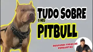 Principais perguntas sobre Pitbull
