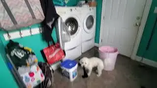 Puppy Dirty Sock Thief
