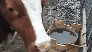 Как сделать теплую воду в загоне для КРС.
