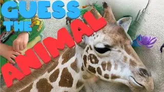Guess the Animal , a Toddler Learning Game, Guess Different Animals and Sounds : Toddler Learning