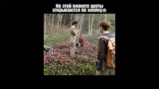 Цветы на этой планете открываются по хлопку😱 