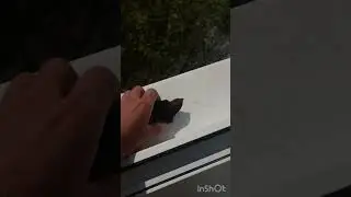 Что за птица?