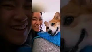 РЕАКЦИЯ СОБАК НА ПОЦЕЛУЙ 😂🐕💋