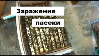 Заражение пасеки варроатозом
