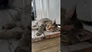 It’s a condition!! #tabbycat #catlife
